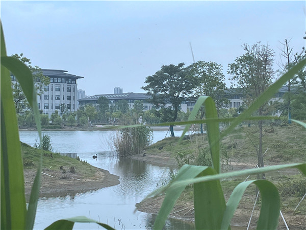 南京师范大学中北学院龙湖成了天鹅湖