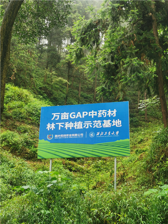 万亩gap林下中草药种植基地