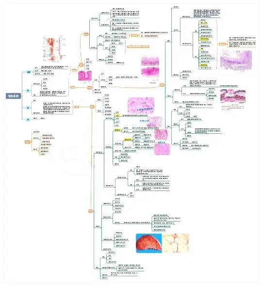 脑洞大开且看潍坊医学院临床医学院医学生的思维导图