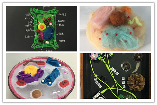 真核细胞的三维结构模型制作一等奖作品