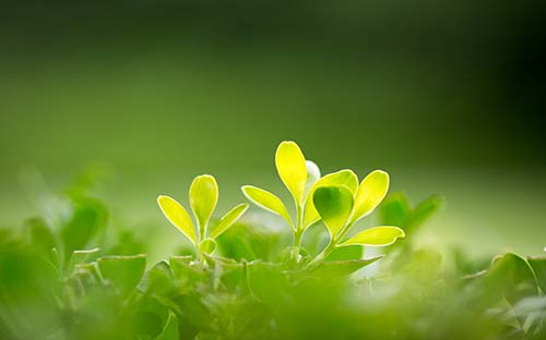 高中留学澳洲花多少钱