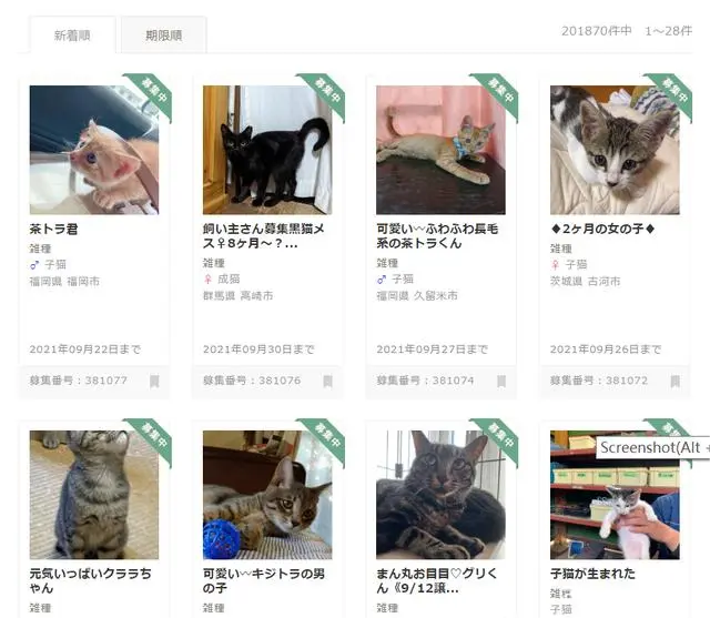 日本留学生怎么领养猫