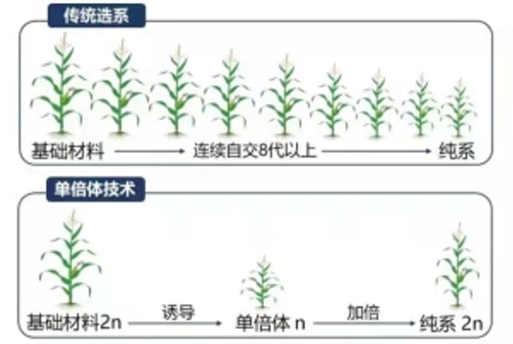 中国农业大学玉米单倍体育种技术体系引领作物育种创新与发展
